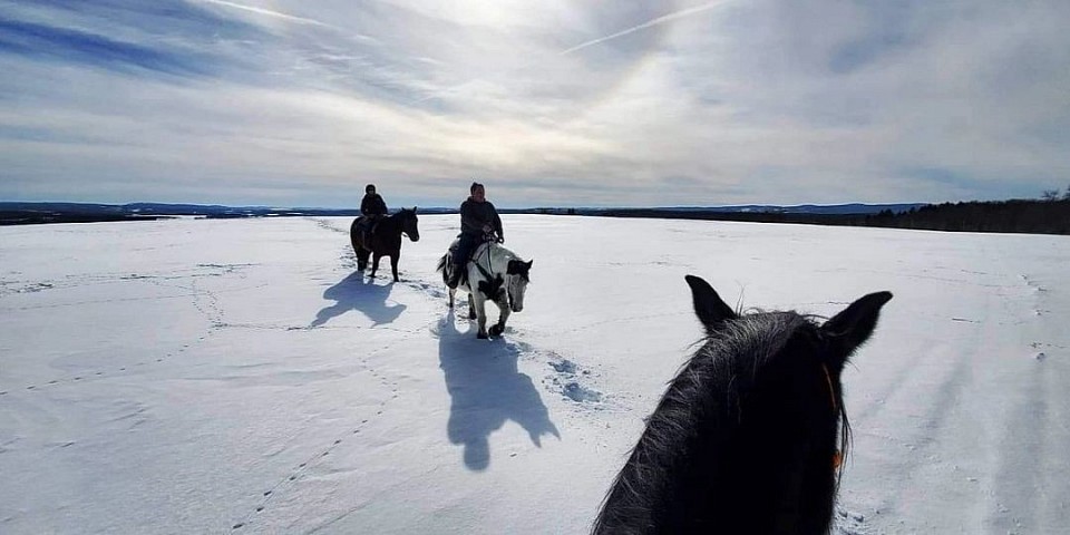 Horse