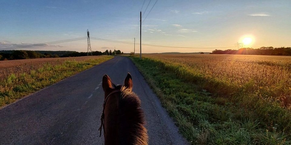Horse