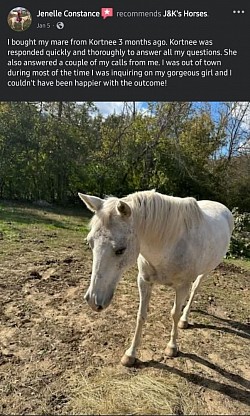 Horse