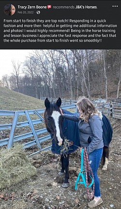 Horse