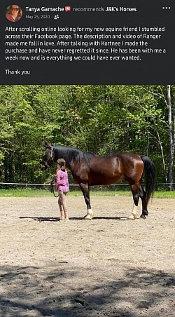 Horse