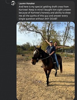 Horse