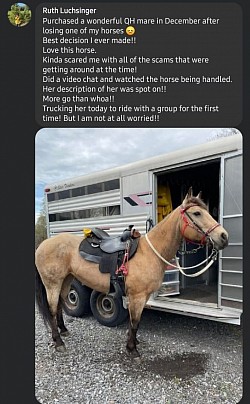 Horse