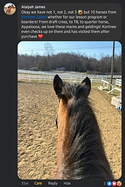 Horse