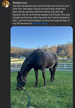 Horse