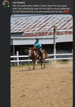 Horse
