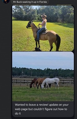 Horse