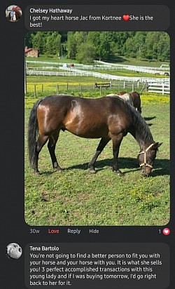 Horse
