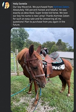 Horse