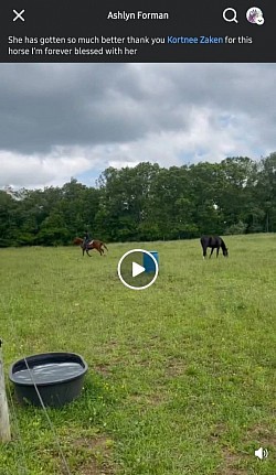 Horse
