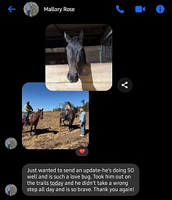 Horse