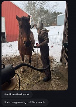 Horse