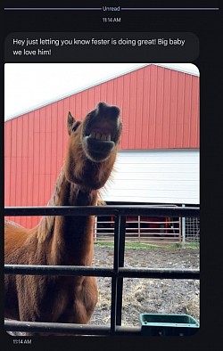 Horse