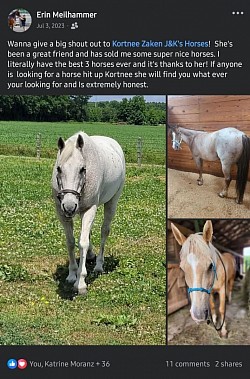Horse