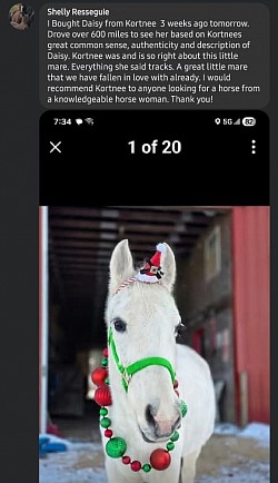 Horse