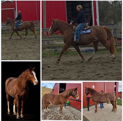 Horse