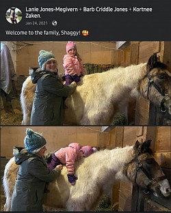 Horse