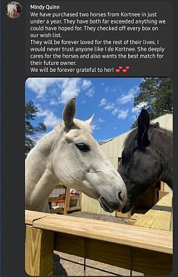 Horse