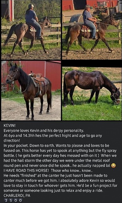 Horse