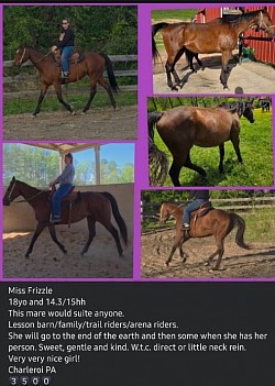 Horse