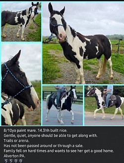Horse