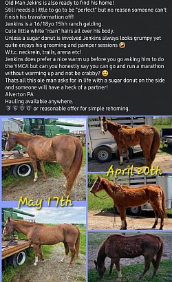 Horse