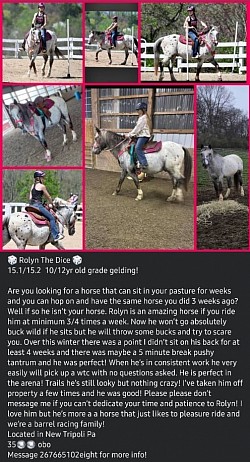 Horse