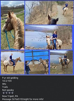 Horse