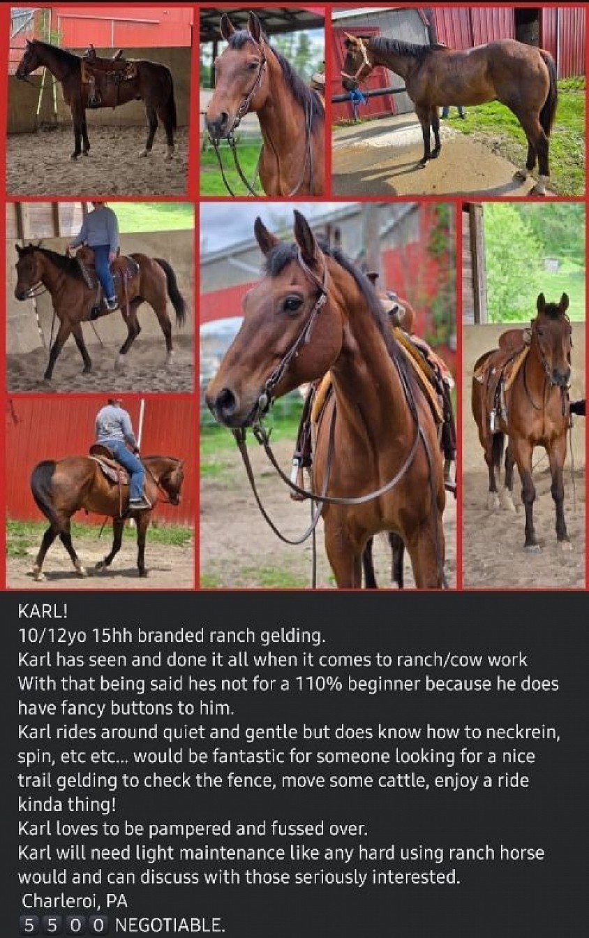 Horse