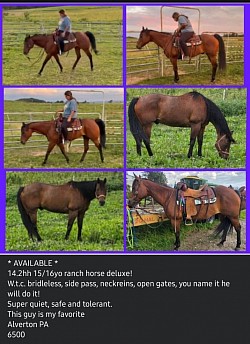Horse