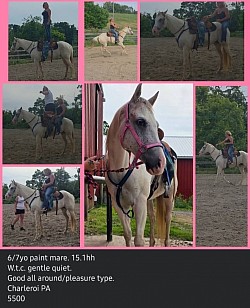 Horse